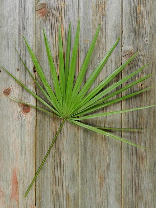 PALM FAN GREENS